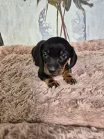 Puppy , a female Miniature Dachshund for sale in Charlotte, NC – Photo 3 of 4