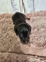 Puppy , a female Miniature Dachshund for sale in Charlotte, NC – Photo 1 of 4