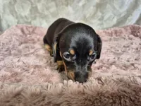 Puppy , a female Miniature Dachshund for sale in Charlotte, NC – Photo 2 of 4