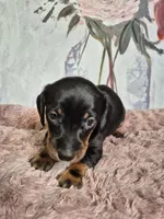 Puppy , a female Miniature Dachshund for sale in Charlotte, NC – Photo 4 of 4