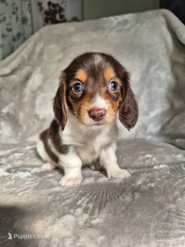 S'more  – Miniature Dachshund puppy for sale in Charlotte, NC