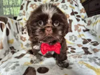 Diezel , a male Shih Tzu for sale in Charlotte, NC – 2 of 4