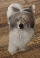 S'mores, a male Chinese Crested for sale in Winnebago, MN – 2 of 3