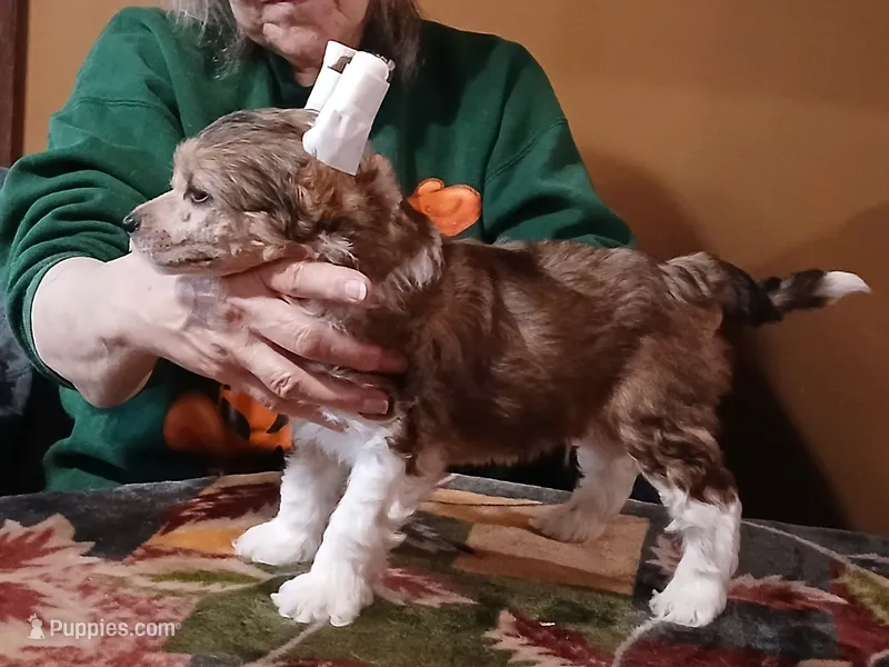 Charlie – Chinese Crested puppy for sale in Winnebago, MN