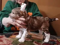 Charlie, a male Chinese Crested for sale in Winnebago, MN – 1 of 4