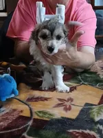 Charlie, a male Chinese Crested for sale in Winnebago, MN – 2 of 4