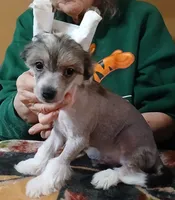 Mini Me, a male Chinese Crested for sale in Winnebago, MN – 1 of 3