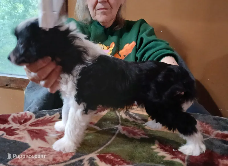 Racer – Chinese Crested puppy for sale in Winnebago, MN