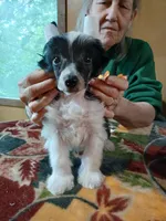 Racer, a male Chinese Crested for sale in Winnebago, MN – 2 of 4