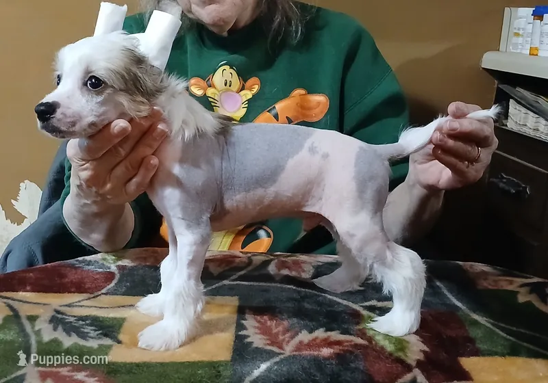S'mores – Chinese Crested puppy for sale in Winnebago, MN