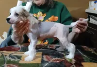 S'mores, a male Chinese Crested for sale in Winnebago, MN – 1 of 3