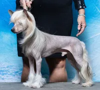 Mini Me, a male Chinese Crested for sale in Winnebago, MN – 2 of 3