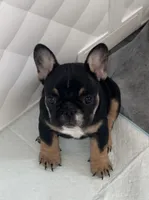 French bulldog , a female French Bulldog for sale in Rosemont, IL – 1 of 4