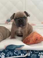 Baby, a  French Bulldog for sale in Rosemont, IL – 2 of 5