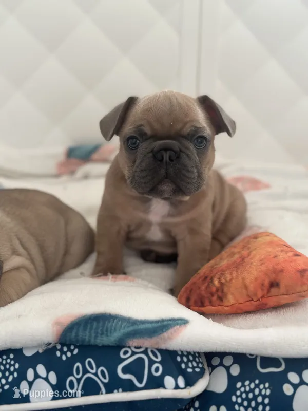 Baby – French Bulldog puppy for sale in Rosemont, IL
