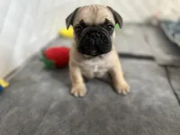 Bubba, a  French Bulldog for sale in Rosemont, IL – 3 of 3
