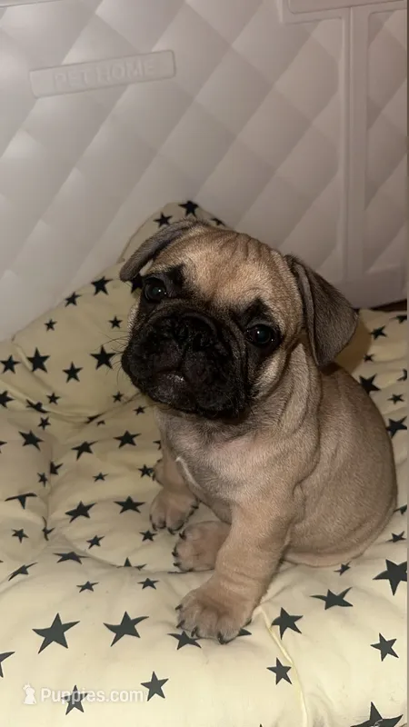 Bubba – French Bulldog puppy for sale in Rosemont, IL
