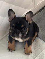 French bulldog , a female French Bulldog for sale in Rosemont, IL – 2 of 4