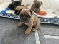 French bulldog , a male French Bulldog for sale in Rosemont, IL – 3 of 3