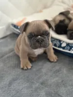 French bulldog , a male French Bulldog for sale in Rosemont, IL – 2 of 3
