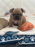 Baby, a  French Bulldog for sale in Rosemont, IL – 3 of 5