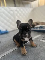 French bulldog , a female French Bulldog for sale in Rosemont, IL – 4 of 4