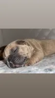Baby, a  French Bulldog for sale in Rosemont, IL – 5 of 5