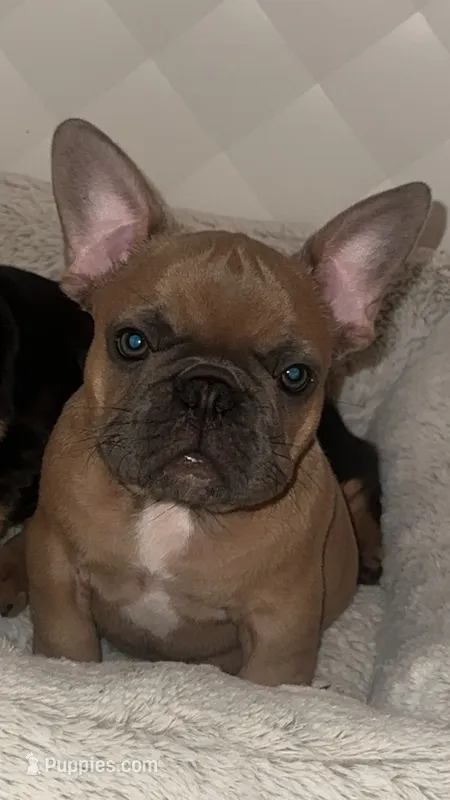 French bulldog  – French Bulldog puppy for sale in Rosemont, IL