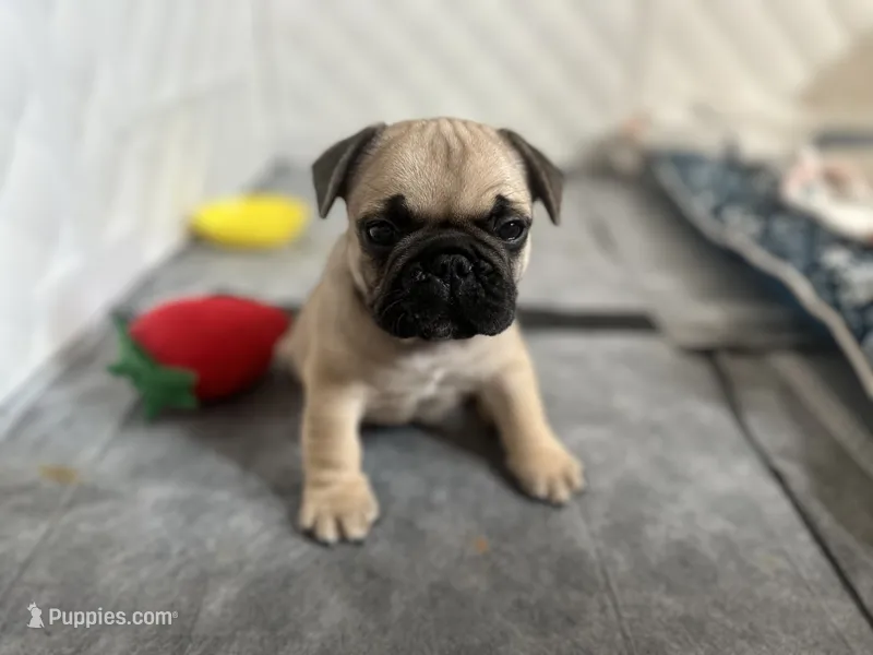 Bubba – French Bulldog puppy for sale in Rosemont, IL