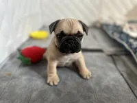 Bubba, a  French Bulldog for sale in Rosemont, IL – 1 of 3