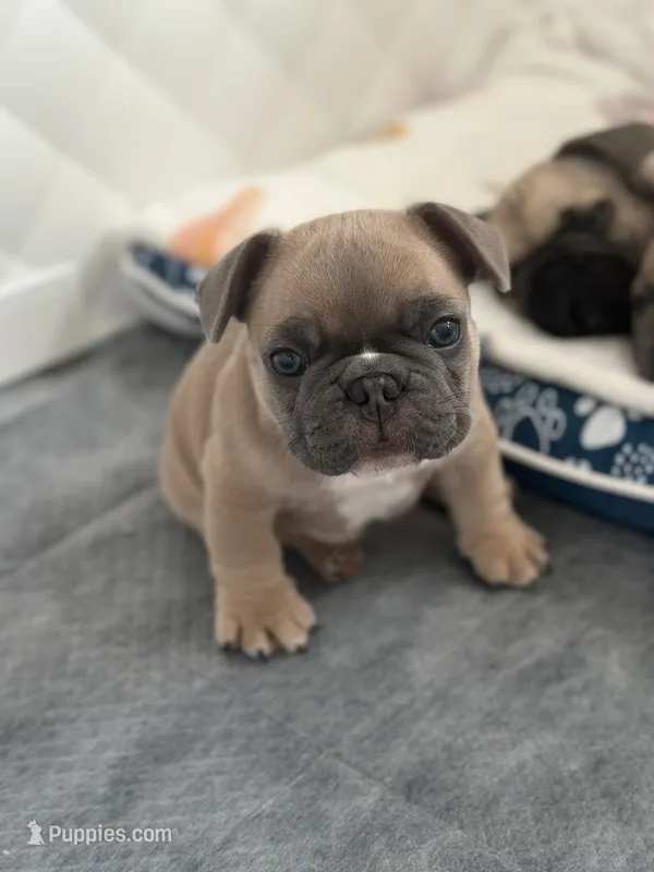 French bulldog  – French Bulldog puppy for sale in Rosemont, IL
