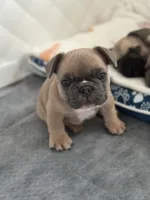 French bulldog , a male French Bulldog for sale in Rosemont, IL – 1 of 3