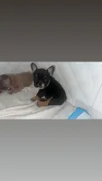 French bulldog , a female French Bulldog for sale in Rosemont, IL – 3 of 4