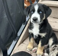 Moose , a male Siberian Husky and Miniature Australian Shepherd for sale in Draper, UT – Photo 1 of 4