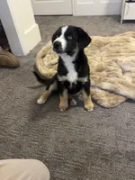 Moose , a male Siberian Husky and Miniature Australian Shepherd for sale in Draper, UT – Photo 4 of 4