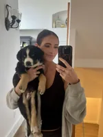 Moose , a male Siberian Husky and Miniature Australian Shepherd for sale in Draper, UT – Photo 2 of 4