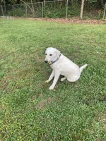 Blue, a male Labrador Retriever for sale in Easley, SC – 3 of 3