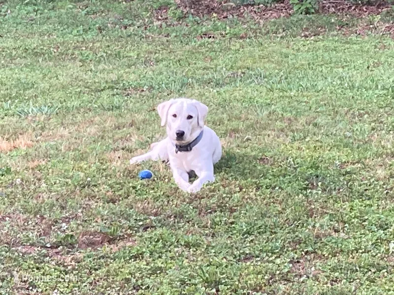 Blue – Labrador Retriever puppy for sale in Easley, SC