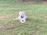 Blue, a male Labrador Retriever for sale in Easley, SC – 1 of 3