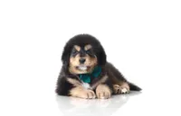 Titan, a male Tibetan Mastiff for sale in Wheaton, IL – Photo 1 of 2