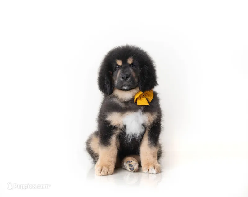 Teddy Bear – Tibetan Mastiff puppy for sale in Wheaton, IL