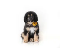 Teddy Bear, a male Tibetan Mastiff for sale in Wheaton, IL – Photo 1 of 4