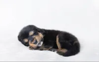 Titan, a male Tibetan Mastiff for sale in Wheaton, IL – Photo 2 of 2