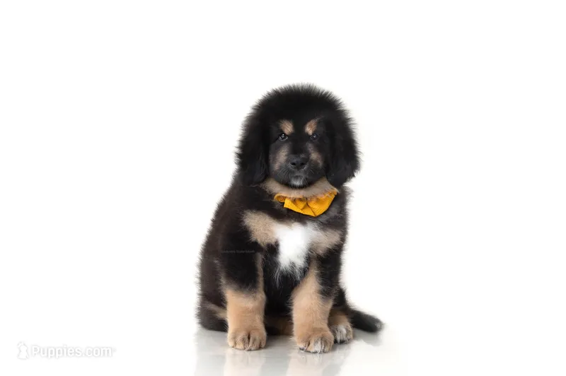 Teddy  – Tibetan Mastiff puppy for sale in Wheaton, IL