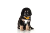 Teddy , a male Tibetan Mastiff for sale in Wheaton, IL – Photo 1 of 3