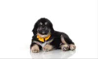 Teddy , a male Tibetan Mastiff for sale in Wheaton, IL – Photo 2 of 3