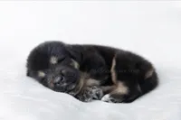 Teddy , a male Tibetan Mastiff for sale in Wheaton, IL – Photo 3 of 3