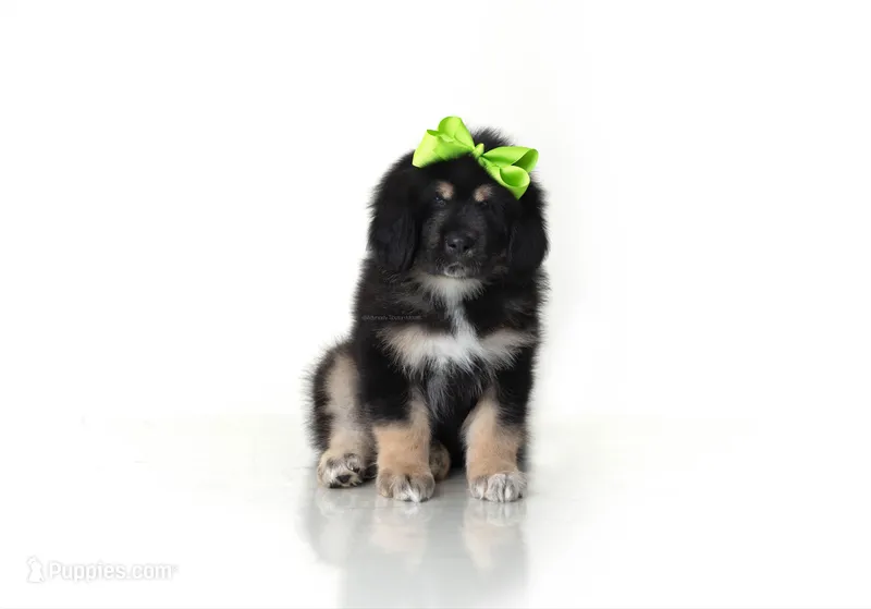 Emma  – Tibetan Mastiff puppy for sale in Wheaton, IL