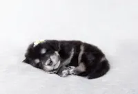 Daisy , a female Tibetan Mastiff for sale in Wheaton, IL – Photo 3 of 3