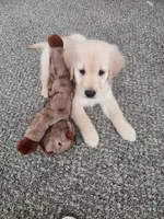 Summer, a female Golden Retriever for sale in Fresno, CA – 4 of 4